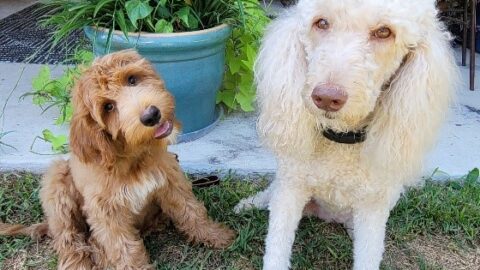 Two cute service dogs