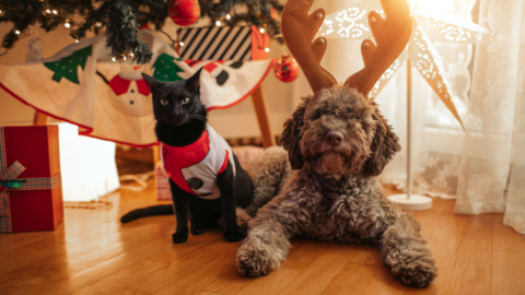 cat and dog posing under Christmas tree
