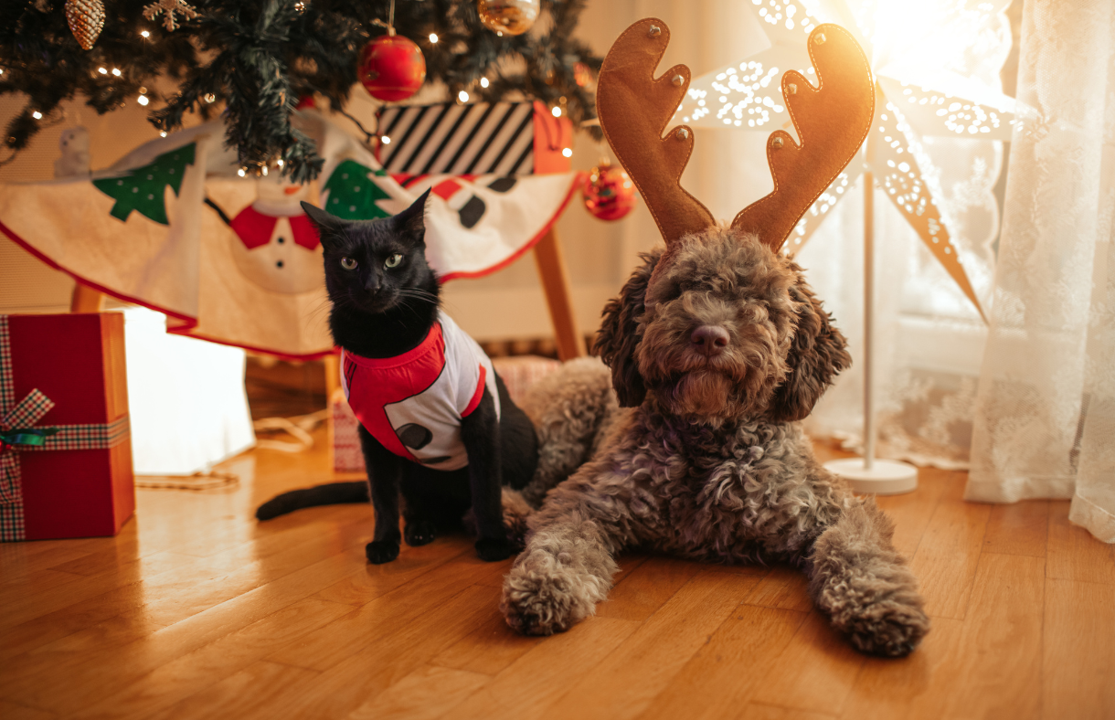 cat and dog posing under Christmas tree