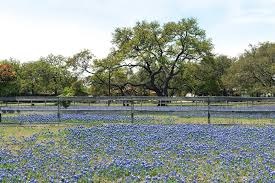 Bluebonnet field in front of ranch fence.