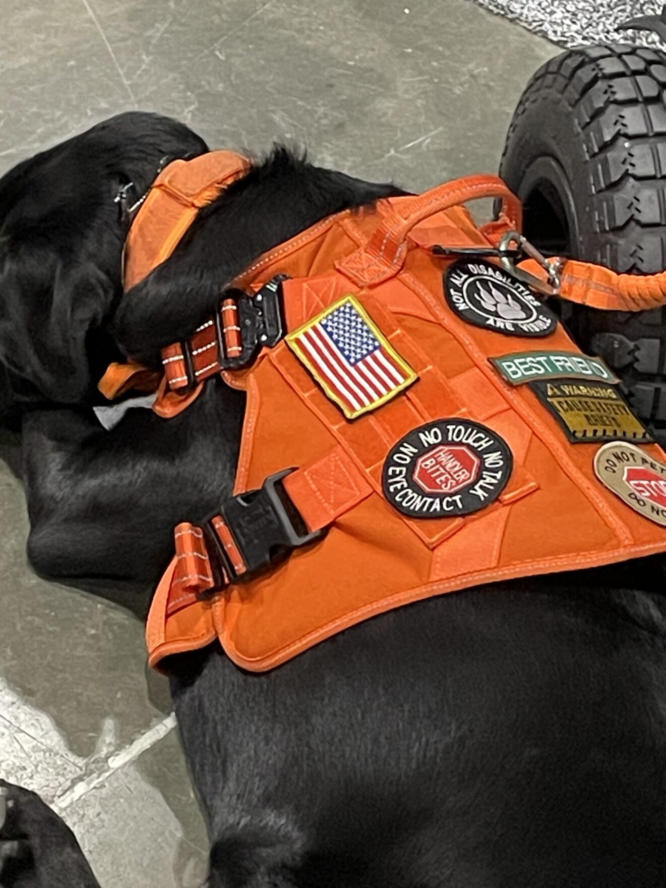 Overhead view (from behind) of black service dog wearing orange harness with Veteran symbols and "Do Not Pet" warnings, including label reading "HANDLER BITES."
