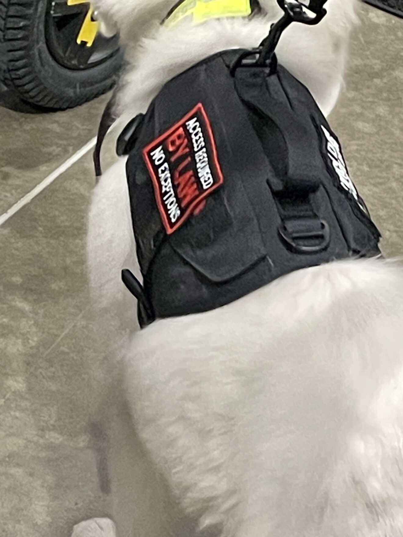 Overhead view of white service dog wearing a harness labeled: "Access Required BY LAW: No Exceptions."